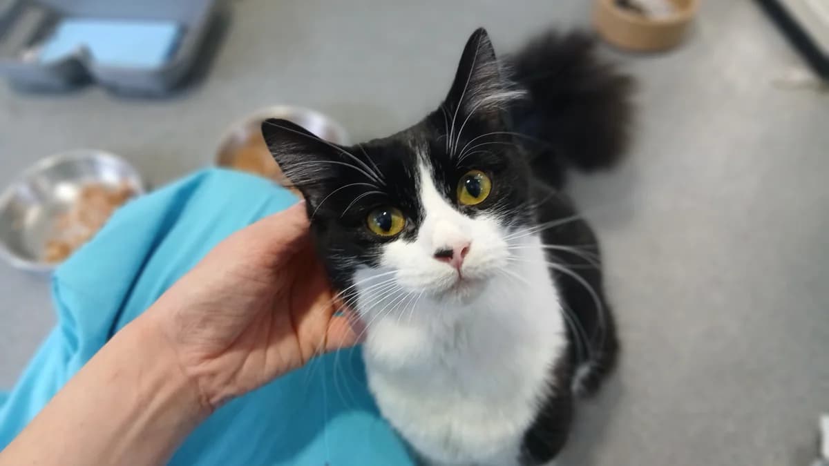 Dyllis, female puppy mixed breed for adoption at Battersea Dogs & Cats Home, London