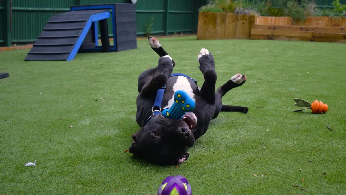 Eammon, male puppy Cane Corso for adoption at Battersea Dogs & Cats Home, London