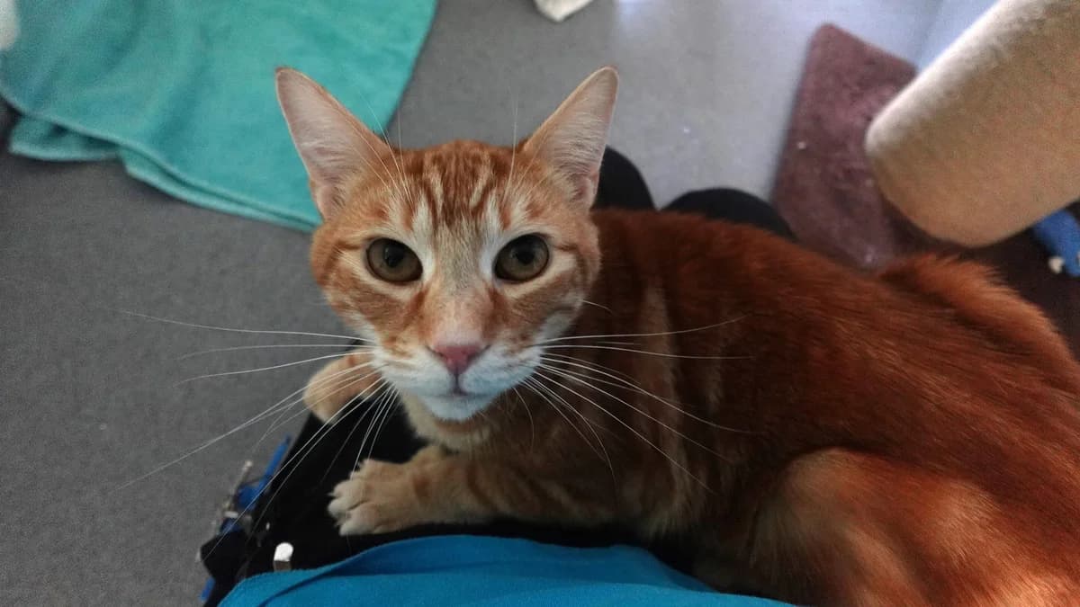 Ed, male 3yo mixed breed for adoption at Battersea Dogs & Cats Home, London