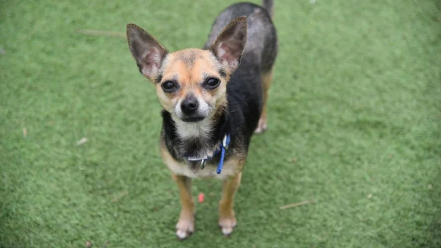 Egg, female Chihuahua for adoption at London