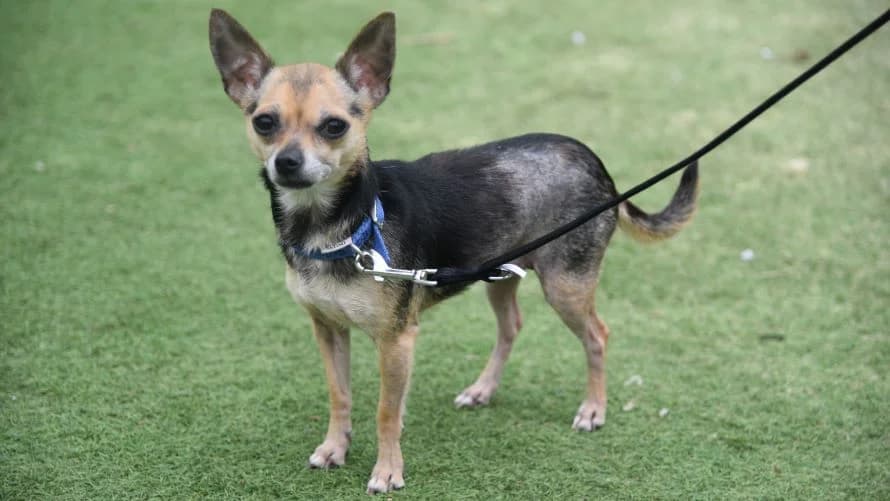Egg, female Chihuahua for adoption at Battersea Dogs & Cats Home, London — photo 2 of 7