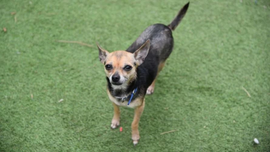 Egg, female Chihuahua for adoption at Battersea Dogs & Cats Home, London — photo 3 of 7