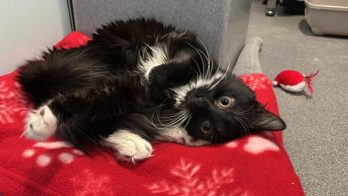 Ella, female mixed breed for adoption at Battersea Dogs & Cats Home, London