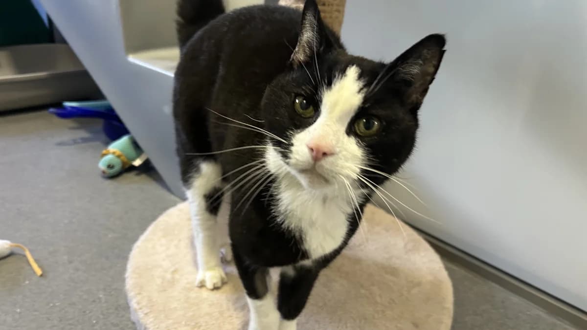 Elvis,  (Battersea Dogs & Cats Home)