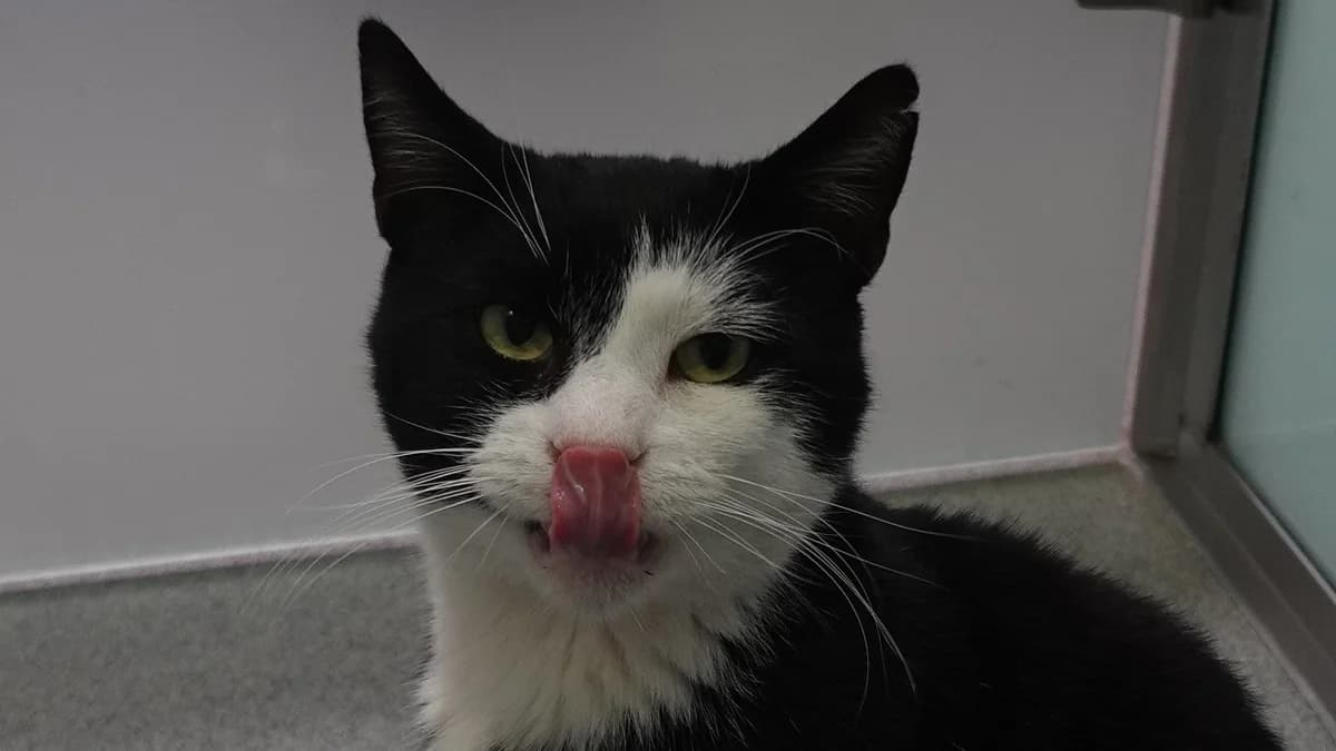 Enfield, male mixed breed for adoption at Battersea Dogs & Cats Home, London