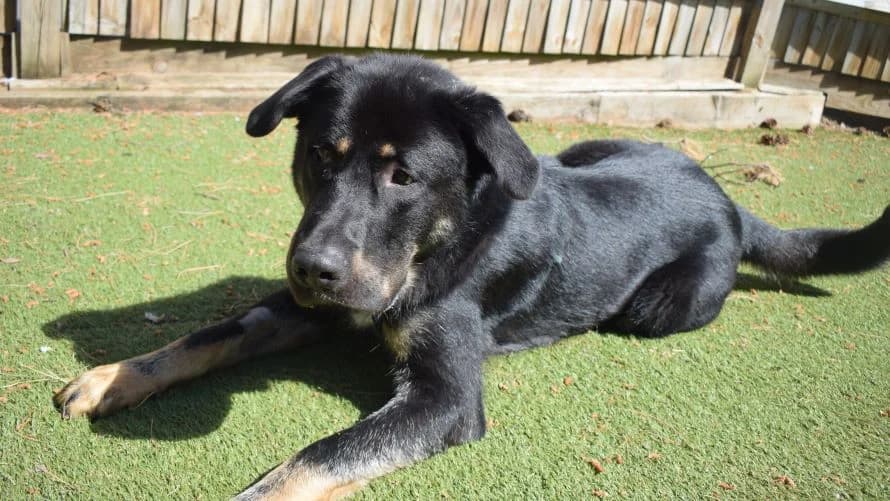 Enzo, male young mixed breed for adoption at Battersea Dogs & Cats Home, London