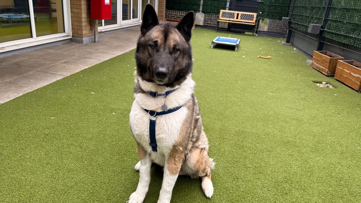 Evan, male 4yo Akita for adoption at Battersea Dogs & Cats Home, London