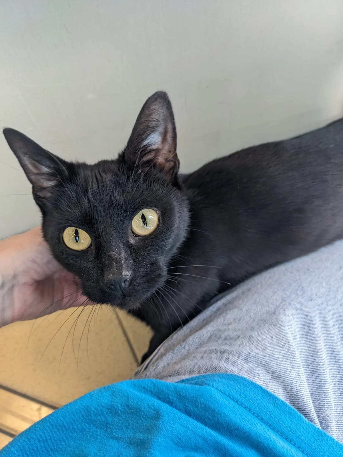 Fairy, female young mixed breed for adoption at Battersea Dogs & Cats Home, London