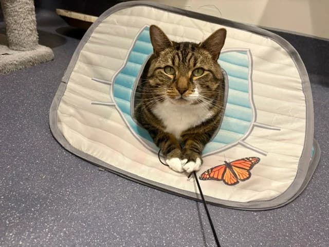 Farmer Marley, male 7yo mixed breed for adoption at Battersea Dogs & Cats Home, London