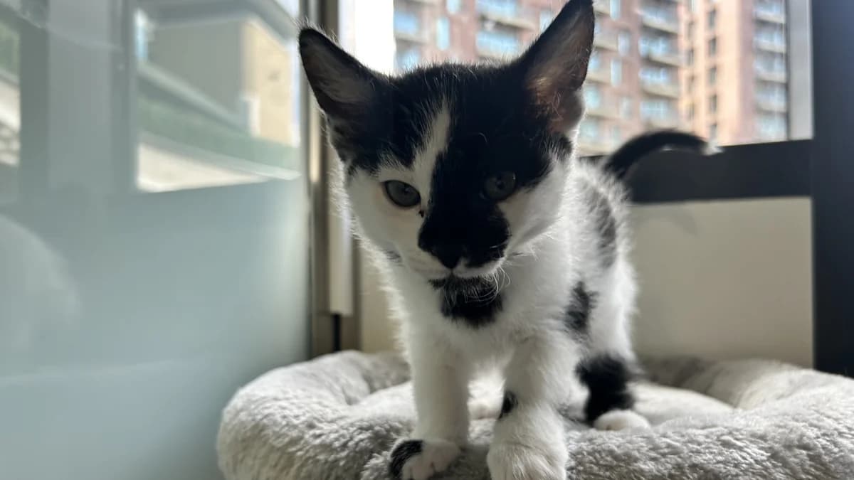 FIG, male puppy mixed breed for adoption at Battersea Dogs & Cats Home, London