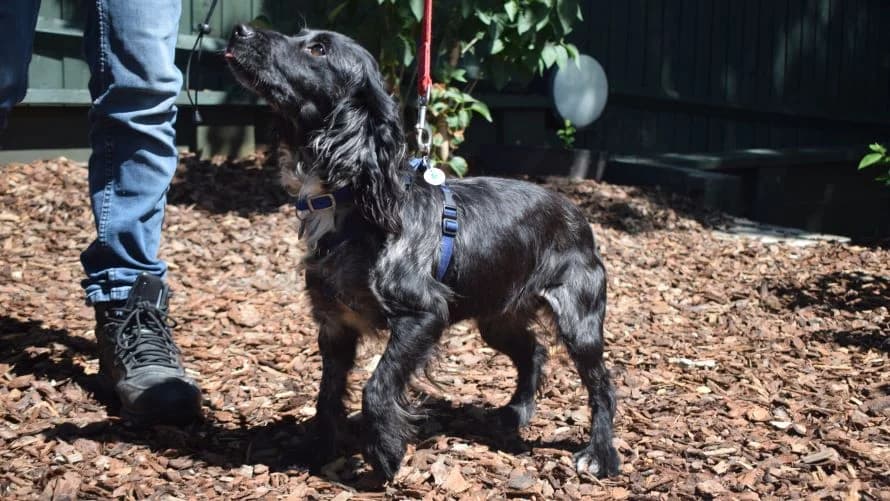 Fig (& Tuppence), female 3yo mixed breed for adoption at Battersea Dogs & Cats Home, London
