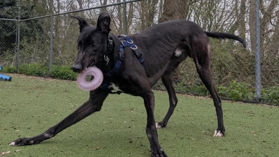 Finley, male Greyhound for adoption at Battersea Dogs & Cats Home, London