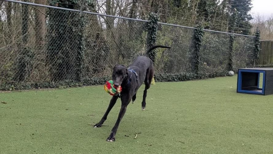 Finley, male Greyhound for adoption at Battersea Dogs & Cats Home, London — photo 2 of 8