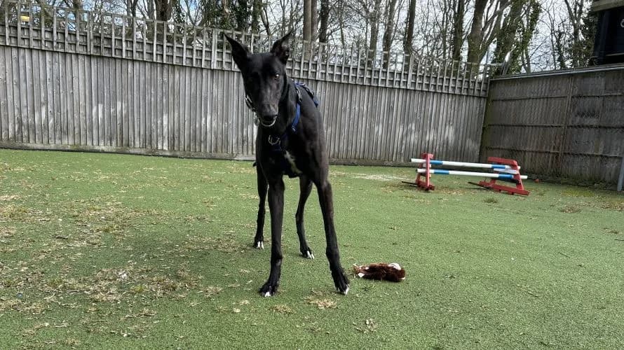 Finley, male Greyhound for adoption at Battersea Dogs & Cats Home, London — photo 3 of 8