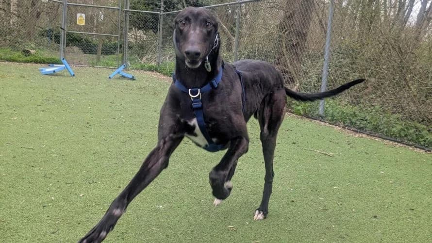 Finley, male Greyhound for adoption at Battersea Dogs & Cats Home, London — photo 4 of 8