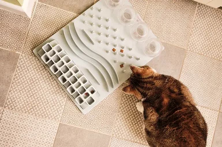 Finley, male Greyhound for adoption at Battersea Dogs & Cats Home, London — photo 6 of 8