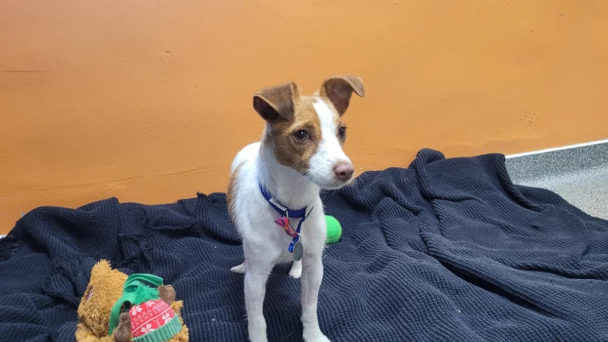 Fiori, female young mixed breed for adoption at Battersea Dogs & Cats Home, London