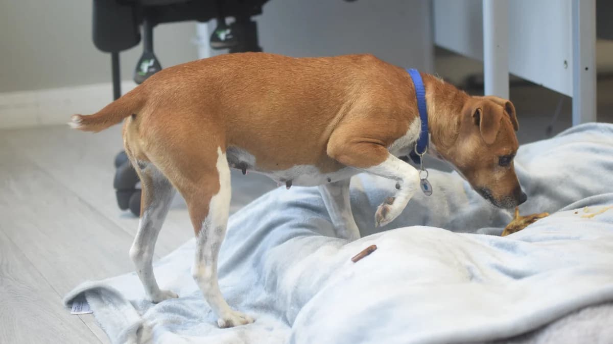 Fleur, female 5yo mixed breed for adoption at Battersea Dogs & Cats Home, London