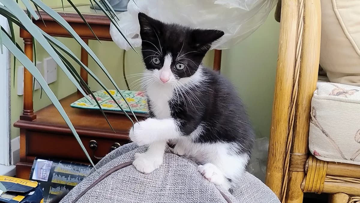 Flo, female puppy mixed breed for adoption at Battersea Dogs & Cats Home, London
