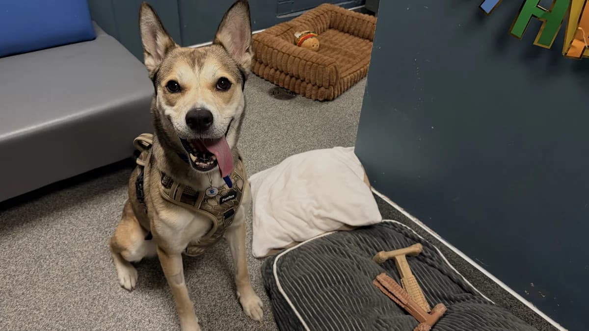 Floki, female 5yo Husky for adoption at Battersea Dogs & Cats Home, London
