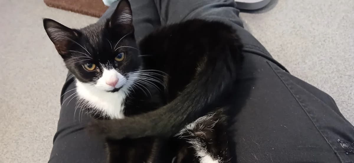 Flump, male puppy mixed breed for adoption at Battersea Dogs & Cats Home, London