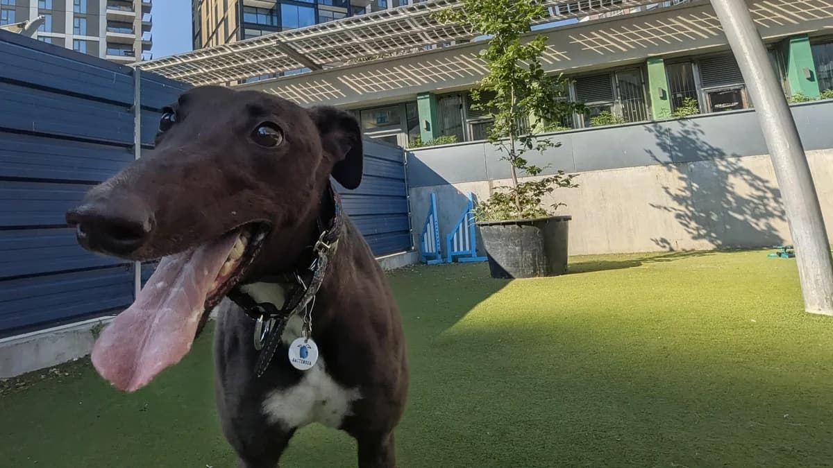 Fraier, female 5yo Greyhound for adoption at Battersea Dogs & Cats Home, London