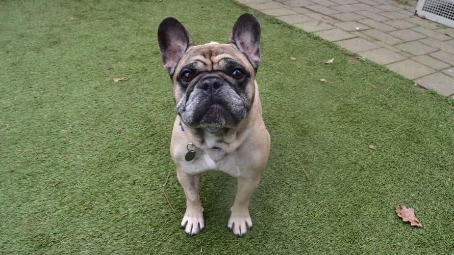 Frank, male 5yo English Bulldog for adoption at Battersea Dogs & Cats Home, London