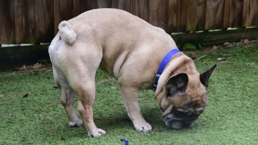 Frank, male English Bulldog for adoption at Battersea Dogs & Cats Home, London — photo 2 of 9