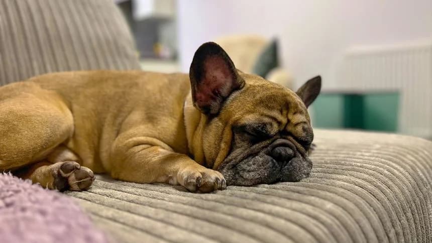 Frank, male English Bulldog for adoption at Battersea Dogs & Cats Home, London — photo 3 of 9