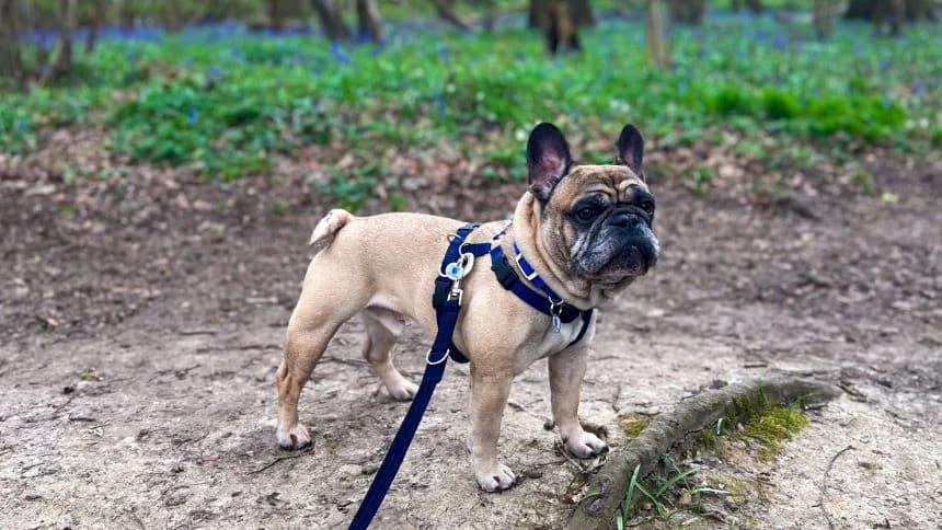 Frank, male English Bulldog for adoption at Battersea Dogs & Cats Home, London — photo 4 of 9