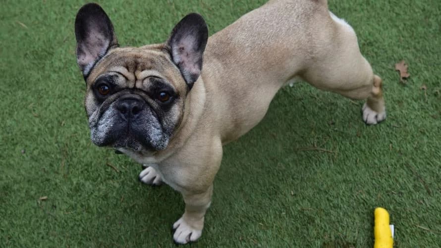 Frank, male English Bulldog for adoption at Battersea Dogs & Cats Home, London — photo 5 of 9