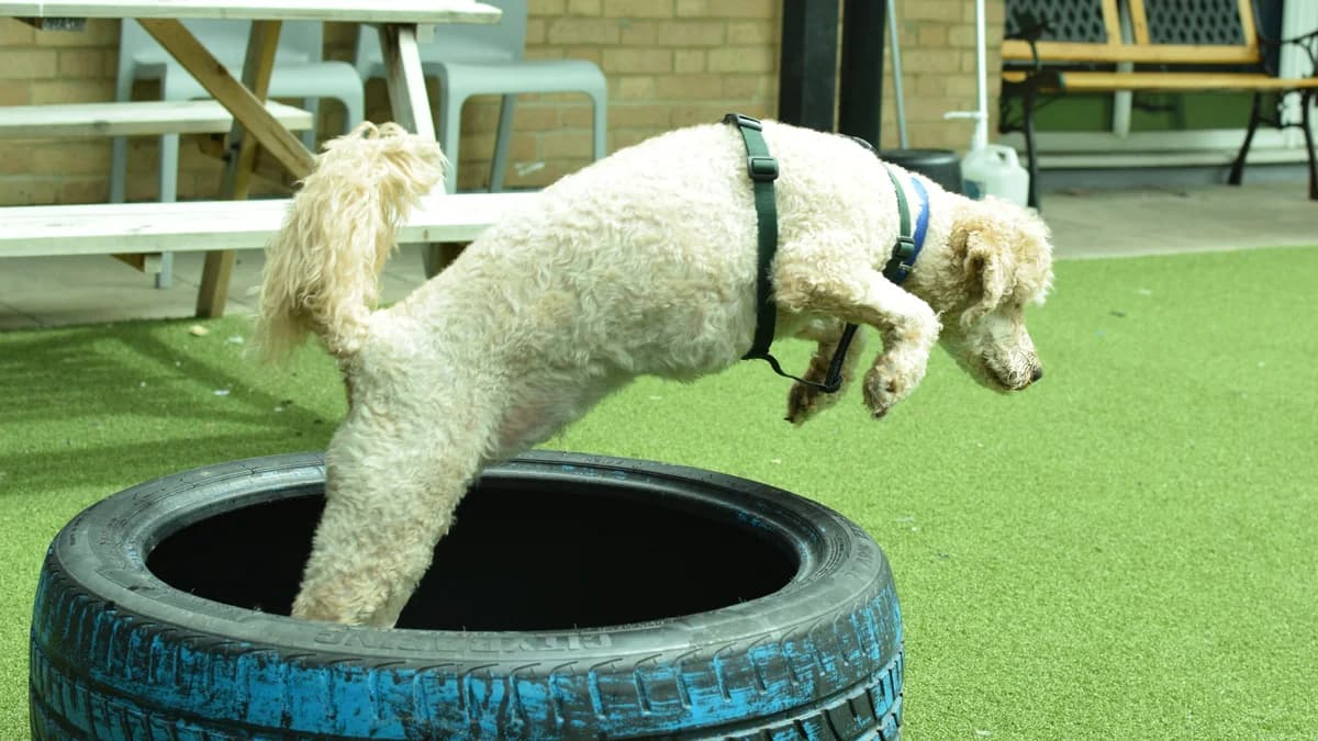 Freda, female 4yo Poodle for adoption at Battersea Dogs & Cats Home, London