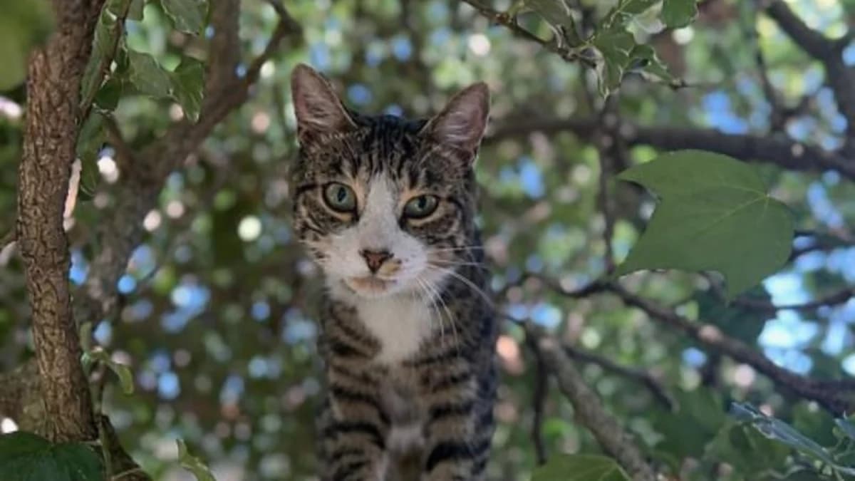 Freddie, male mixed breed for adoption at Battersea Dogs & Cats Home, London