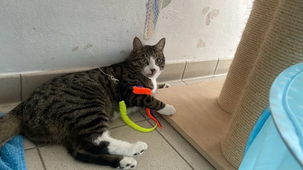 Freddie, male mixed breed for adoption at Battersea Dogs & Cats Home, London — photo 2 of 8