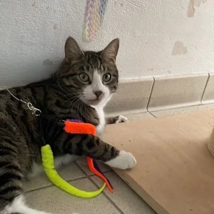 Freddie, male mixed breed for adoption at Battersea Dogs & Cats Home, London — photo 3 of 8