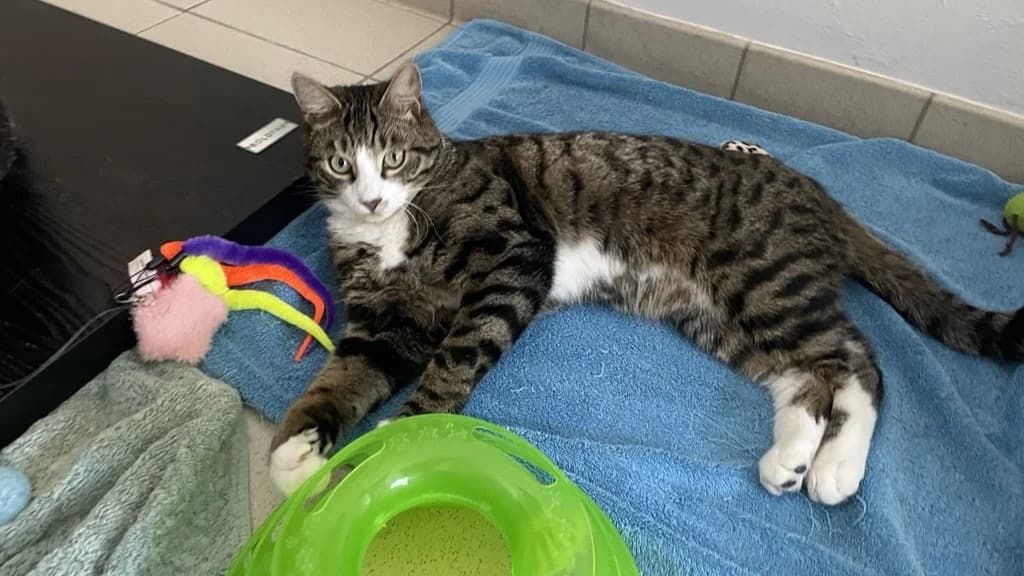 Freddie, male mixed breed for adoption at Battersea Dogs & Cats Home, London — photo 4 of 8