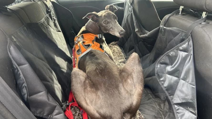 Gary, male 7yo Greyhound for adoption at Battersea Dogs & Cats Home, London