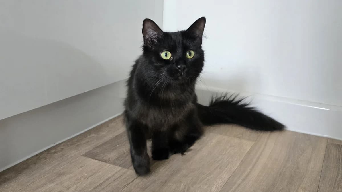 Gemini,  (Battersea Dogs & Cats Home)