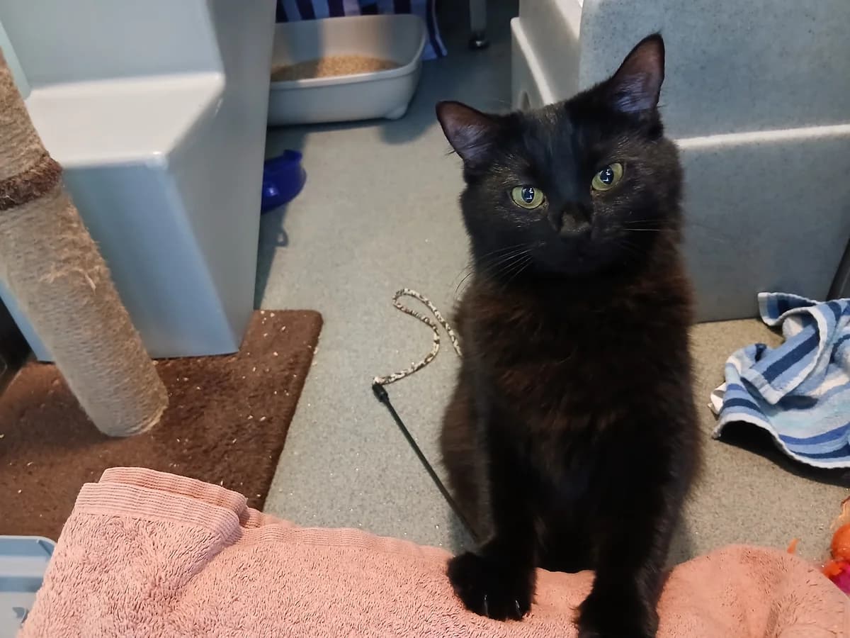 Gentle, female 5yo mixed breed for adoption at Battersea Dogs & Cats Home, London