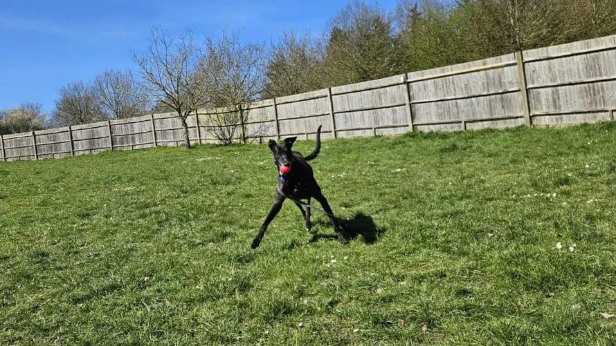 George, male Greyhound for adoption at Battersea Dogs & Cats Home, London