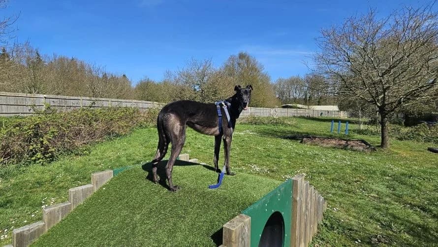 George, male Greyhound for adoption at Battersea Dogs & Cats Home, London — photo 3 of 10