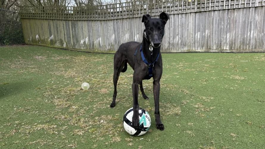 George, male Greyhound for adoption at Battersea Dogs & Cats Home, London — photo 4 of 10