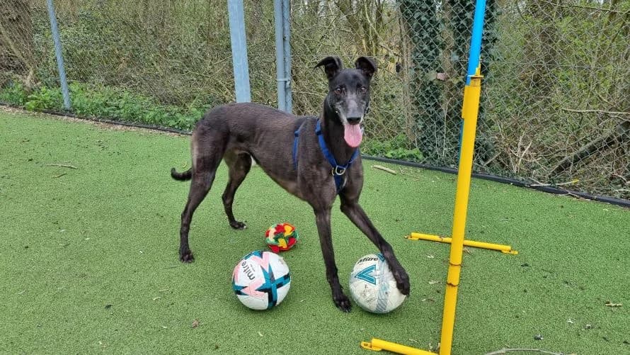 George, male Greyhound for adoption at Battersea Dogs & Cats Home, London — photo 5 of 10