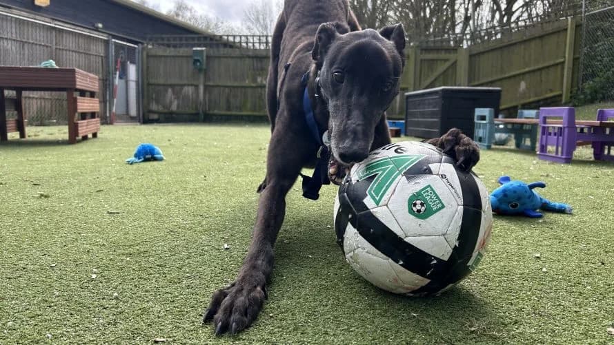 George, male Greyhound for adoption at Battersea Dogs & Cats Home, London — photo 6 of 10