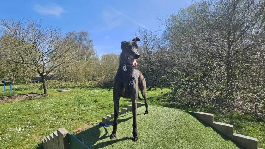 Georgie Best, male 5yo Greyhound for adoption at Battersea Dogs & Cats Home, London