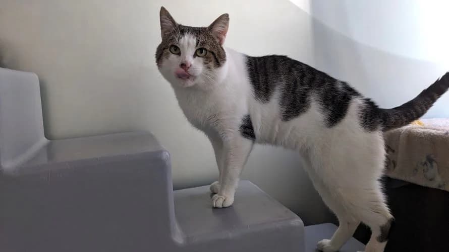 Gerald,  (Battersea Dogs & Cats Home)