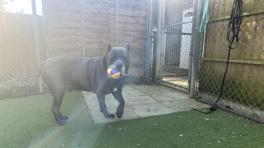 Ghosty, male 7yo Cane Corso for adoption at Battersea Dogs & Cats Home, London