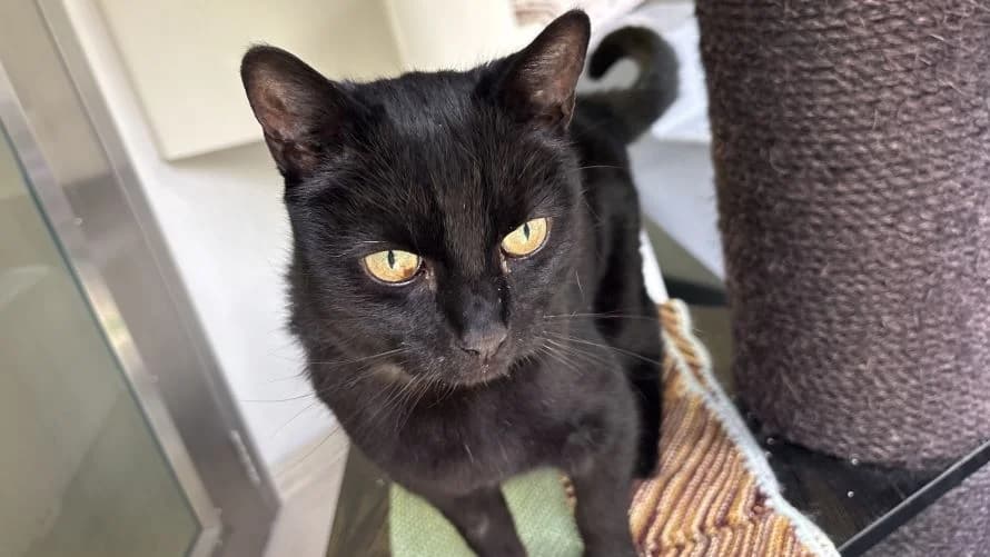 Gigi, male senior mixed breed for adoption at Battersea Dogs & Cats Home, London