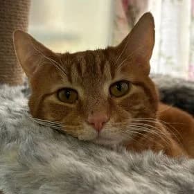Ginger,  (Battersea Dogs & Cats Home)