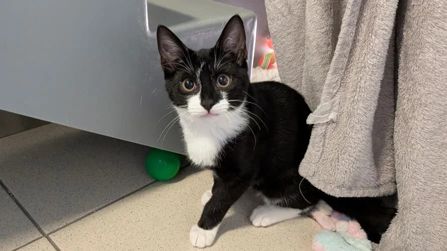 Gomez, male puppy mixed breed for adoption at Battersea Dogs & Cats Home, London